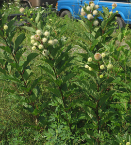 buttonbush